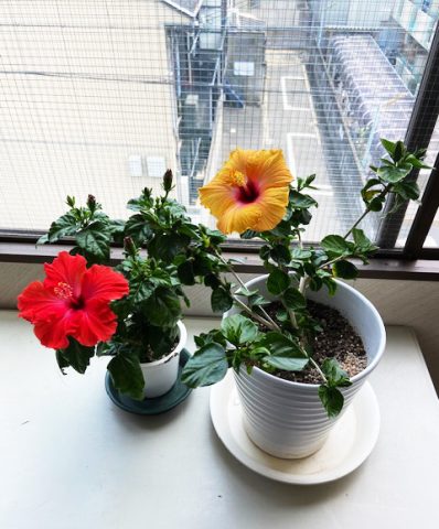 夏！ハイビスカスが咲きました