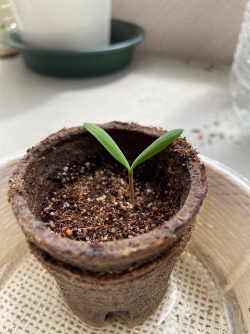 奇想天外が発芽した話