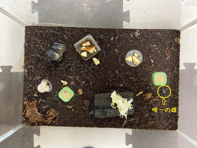 鈴虫がハーレムになった話