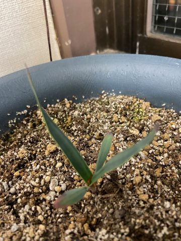 奇想天外：1年後の姿