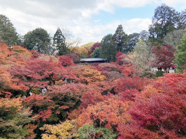 今年のモミジはとっても綺麗！