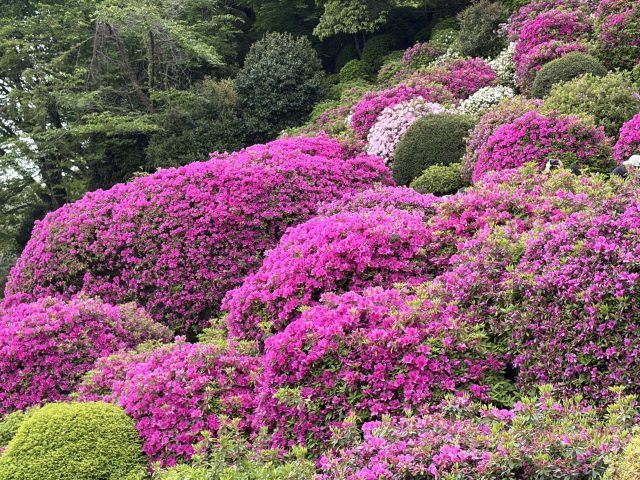 蹴上のつつじ一般公開に行ってみました
