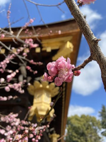北野天満宮に行ってきました